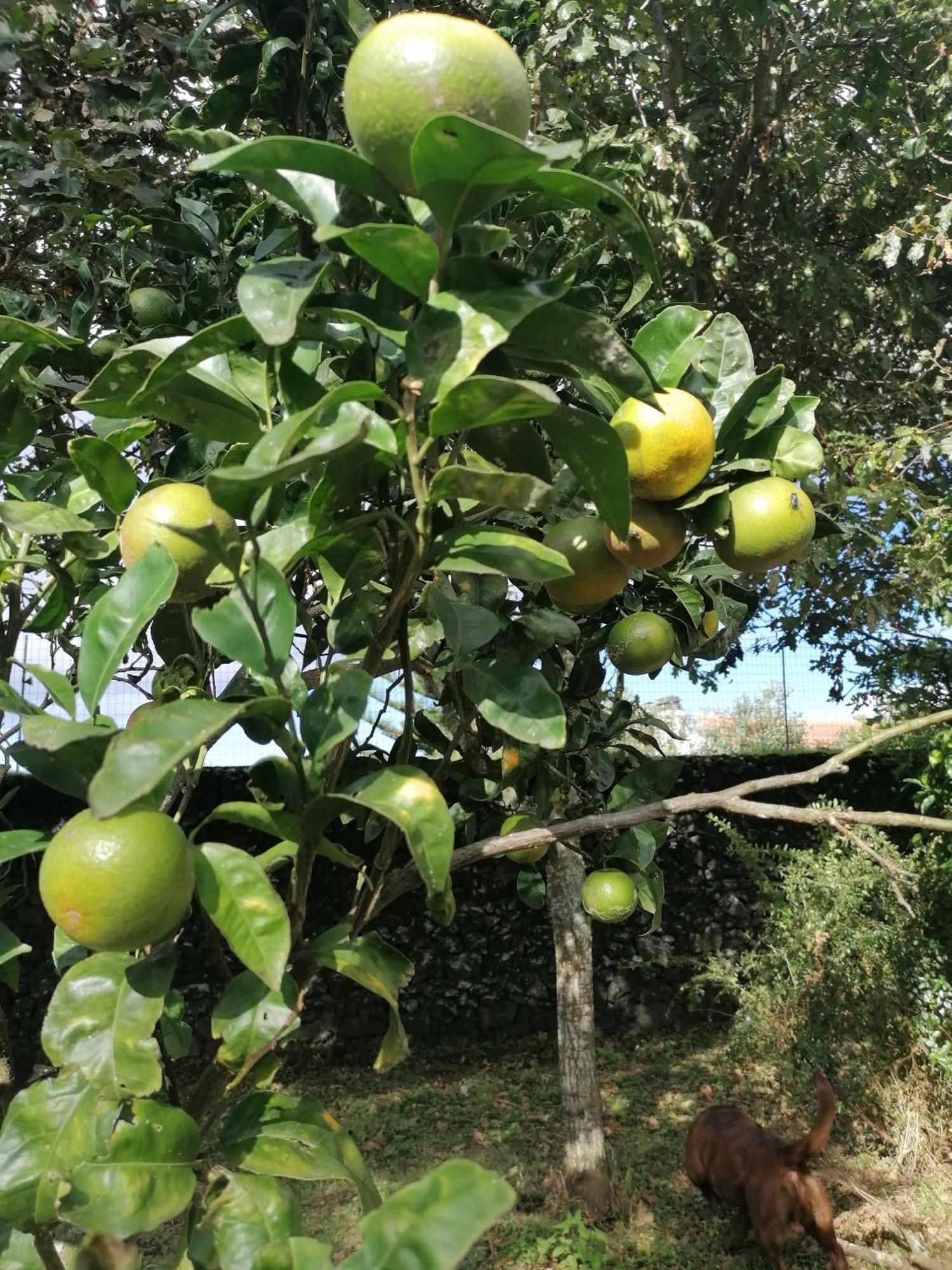 Espaco Roteiro De Mimos เซา วิเซนเต เฟอร์เฮรา ภายนอก รูปภาพ